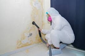 Why You Should Choose Our Mold Remediation Services in Thorntown, IN